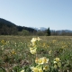 Moor im Frühling