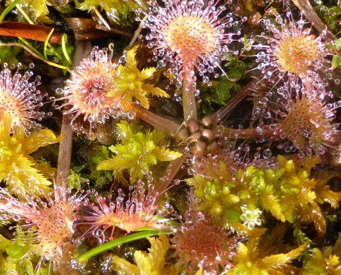 Sonnentau (Drosera spec.)